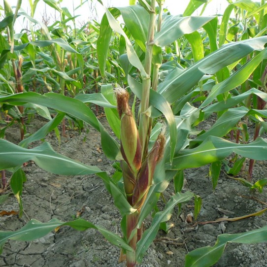 White Maize seed